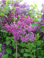 Syringa X hya. 'Pocahontas' (Lilac) Shrub, purple flowers, #3 - Size Container