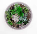 WGV Bowl Glass Vase, Diameter 10", Height 8", Open Width 6", (Multiple Sizes Choices) Clear Bubble Planter Terrarium Fish Bowl for Wedding Event Home Decor, 1 Piece (VBW0010)