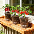 Bluepro 12 Pack 6.5 Inch Clear Self Watering Plant Pots with Bottom Water Tray & Watering Rope, Transparent Nursery Pots with Drainage for Seedlings, Herbs, and Houseplants