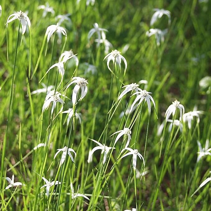 Star Grass, a Great Live Pond Plant for Your Water Garden. Filters koi and Goldfish Ponds. Good for Bogs, Plant Shelf or Shallow Water This marginal Aquatic is a Real Beauty