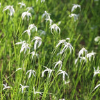 Star Grass, a Great Live Pond Plant for Your Water Garden. Filters koi and Goldfish Ponds. Good for Bogs, Plant Shelf or Shallow Water This marginal Aquatic is a Real Beauty