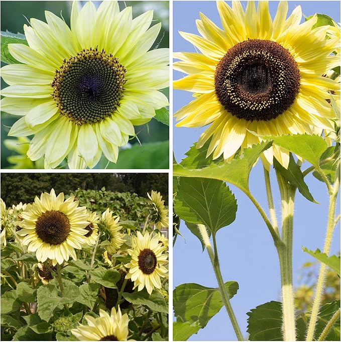 Seed Needs Lemon Queen Sunflower Seeds for Planting Sunflowers - Heirloom & Open Pollinated Flower Seed to Plant & Grow an Outdoor Home Grown Butterfly Garden (1 Pack)