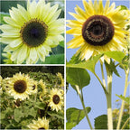 Seed Needs Sunflower Seeds for Planting Lemon Queen Sunflowers - Heirloom & Open Pollinated Flower Seed to Plant & Grow an Outdoor Home Grown Butterfly Garden (2 Packs)