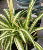 RedCrocus Spider Plant- Chlorophytum comosum Indoor Houseplant, Low Maintenance, Air Purifying, Pet-Safe Variegated Green & White Foliage, Perfect for Office or Home Decor 8" Hanging Baske