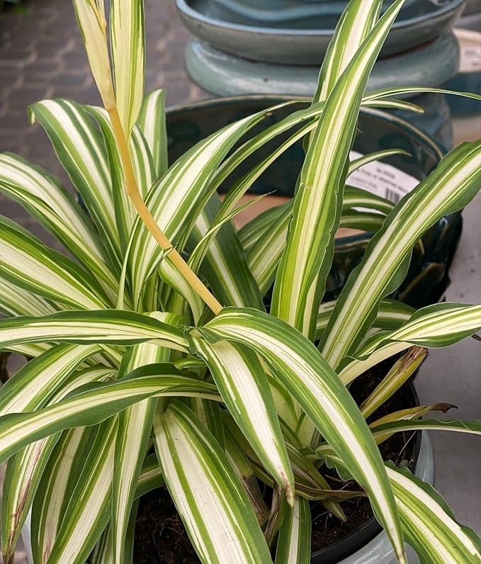 RedCrocus Spider Plant- Chlorophytum comosum Indoor Houseplant, Low Maintenance, Air Purifying, Pet-Safe Variegated Green & White Foliage, Perfect for Office or Home Decor 8" Hanging Baske