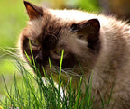 Simple Cat Grass | 100% US Organic Oat Seeds | Show Your Love with a Healthy Pet Treat and Snack (4 Ounce (~3200 Seeds))