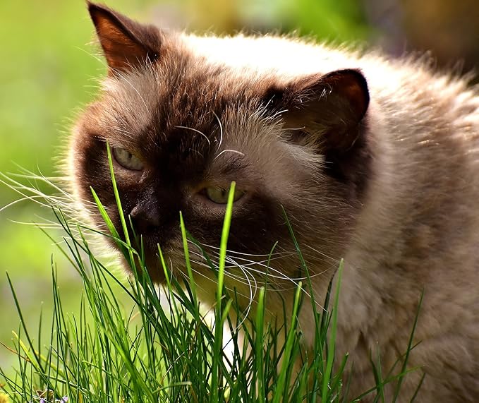 Simple Cat Grass | 100% US Organic Oat Seeds | Show Your Love with a Healthy Pet Treat and Snack (4 Ounce (~3200 Seeds))
