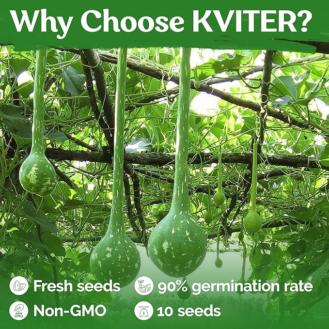 KVITER 10 Dipper Gourd Seeds (Lagenaria Siceraria) – Long Handle Dipper Gourd, Heirloom Seeds Non GMO Organic – Perfect Gourds for Crafts – Great for Outdoor Vegetable Garden, Containers & Trellises