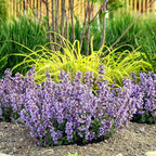 Nepeta ‘Cat’s Pajamas’, Catmint Live Plant, Proven Winners, Fragrant, Potted Perennial that is Ready for Planting, not Seeds, Container Size: 4.5"