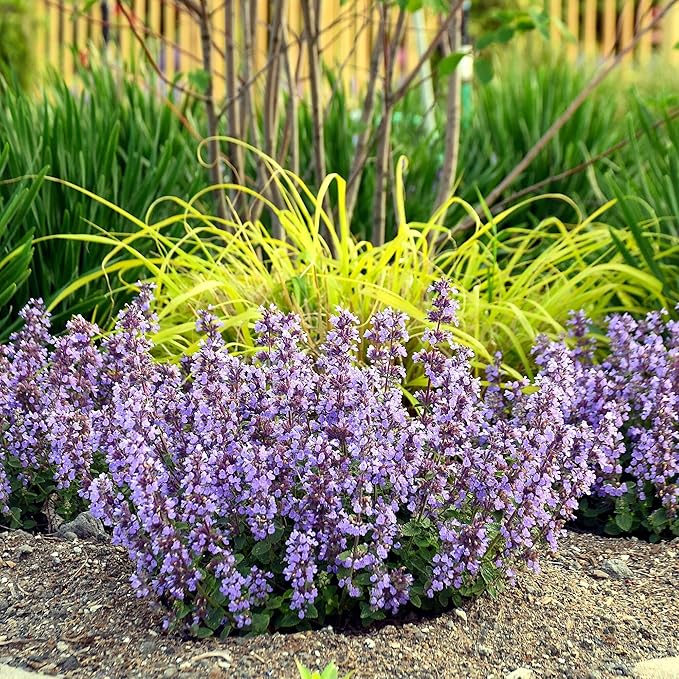 Nepeta ‘Cat’s Pajamas’, Catmint Live Plant, Proven Winners, Fragrant, Potted Perennial that is Ready for Planting, not Seeds, Container Size: 4.5"