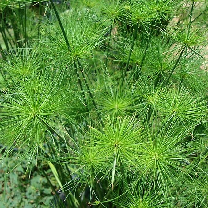 Chalily Dwarf Papyrus, a Great Live Pond Plant for Your Water Garden. Filters koi and Goldfish Ponds. Good for Bogs, Plant Shelf or Shallow Water This marginal Aquatic is a Real Beauty