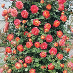 Climbing Rose Seeds for Planting, 300+pcs Rare Rosa Rose Flower Seeds Plants, Non-GMO Heirloom Attracts Pollinators Blooms Beauty Flowers for Home Garden Outdoors