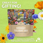 Drought Tolerant Wildflowers Mix – Extra Large Packet – Over 7,500 Open Pollinated Non-GMO Seeds – 21 Different Dryland Species