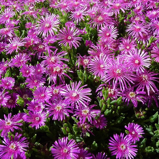 Purple Ice Plant Delosperma cooperi – Succulent Groundcover with Vibrant Purple Flowers, Drought Tolerant, Full Sun, Pet Safe, and Suitable for Containers and Gardens 1 Quart (Pack of 10)