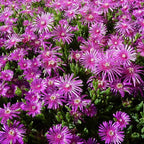 Purple Ice Plant Delosperma cooperi – Succulent Groundcover with Vibrant Purple Flowers, Drought Tolerant, Full Sun, Pet Safe, and Suitable for Containers and Gardens 1 Quart (Pack of 5)