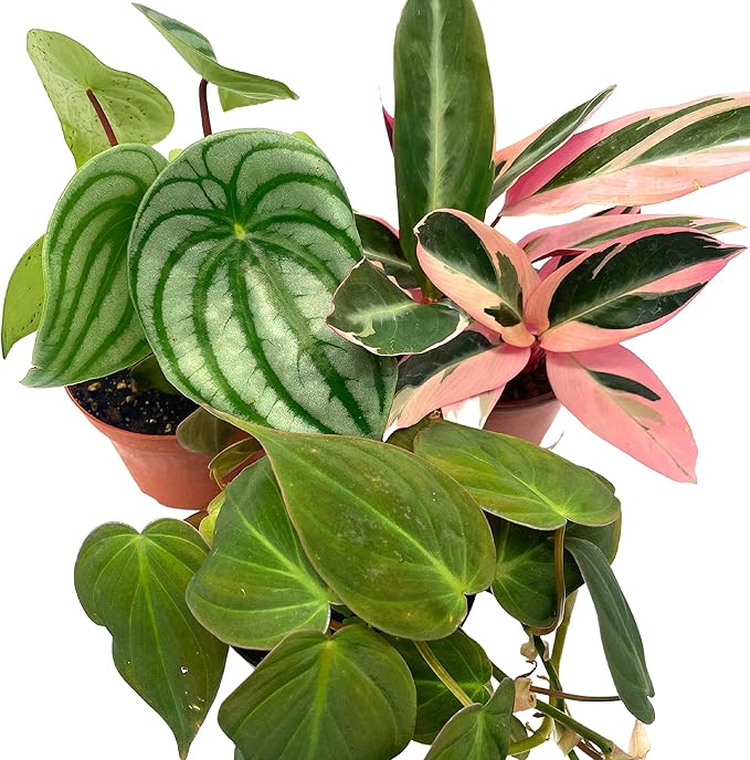 BubbleBlooms Indoor Foliage Assortment, 4 inch Set of 3, Best-Sellers Most Popular House Plant Variety
