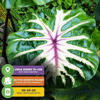 Waikiki Elephant Ear Live Plant - Colocasia esculenta by Wellspring Gardens