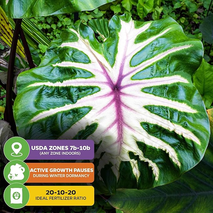 Waikiki Elephant Ear Live Plant - Colocasia esculenta by Wellspring Gardens