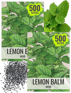 Seed Needs Lemon Balm Seeds for Planting - Non-GMO, Heirloom & Untreated Perennial Medicinal Herb - Plant Indoors/Outdoors Used for Making Calming Tea (2 Packs)