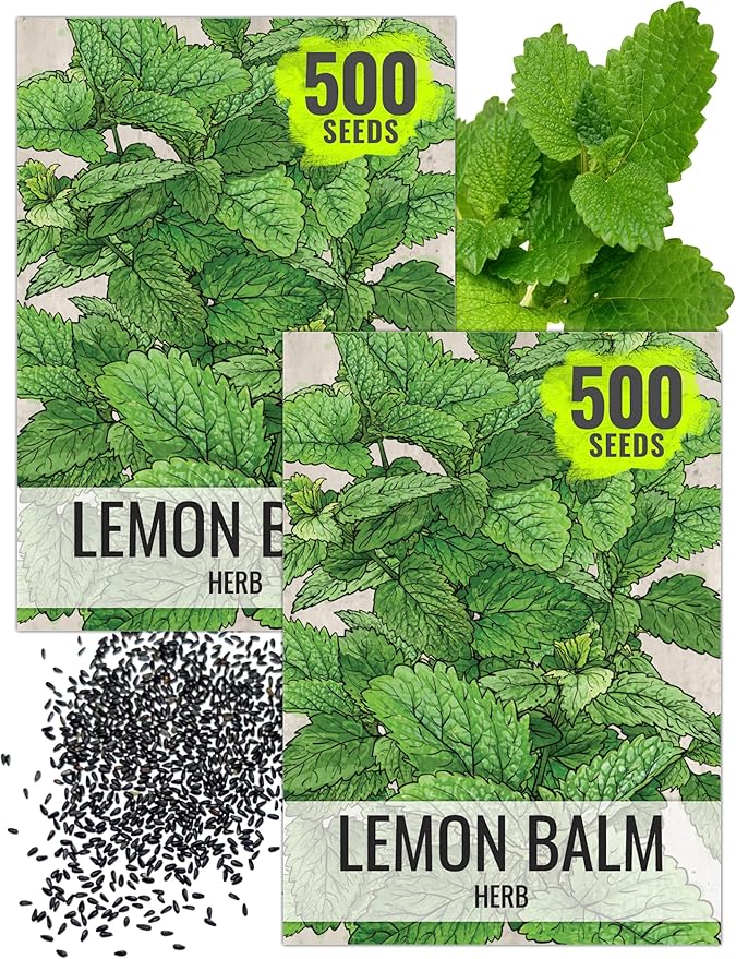 Seed Needs Lemon Balm Seeds for Planting - Non-GMO, Heirloom & Untreated Perennial Medicinal Herb - Plant Indoors/Outdoors Used for Making Calming Tea (2 Packs)