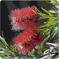 Little John Dwarf Bottlebrush Tree - Callistemon viminalis cv - Live Hummingbird Plant - Unusual Red Flower - Emerald Goddess Gardens- Starter Sz 4 Inch Pot