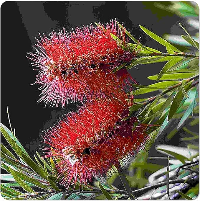 Little John Dwarf Bottlebrush Tree - Callistemon viminalis cv - Live Hummingbird Plant - Unusual Red Flower - Emerald Goddess Gardens- Starter Sz 4 Inch Pot