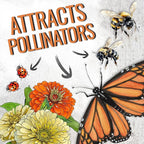 Seed Needs Zinnia Seeds for Planting California Giants Zinnias - Collection of 9 Individual Heirloom Seed Packets - Grow a Butterfly Garden to Attract Butterflies, Bees & Other Pollinators