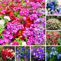 Madagascar Periwinkle Seeds for Planting, 50pcs Perennial Periwinkle Flower Seeds, Non-GMO Heirloom Rare Beauty Home Garden Blooming Flowers Plants for Outdoors Indoors