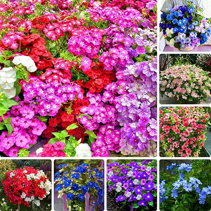 Madagascar Periwinkle Seeds for Planting, 50pcs Perennial Periwinkle Flower Seeds, Non-GMO Heirloom Rare Beauty Home Garden Blooming Flowers Plants for Outdoors Indoors