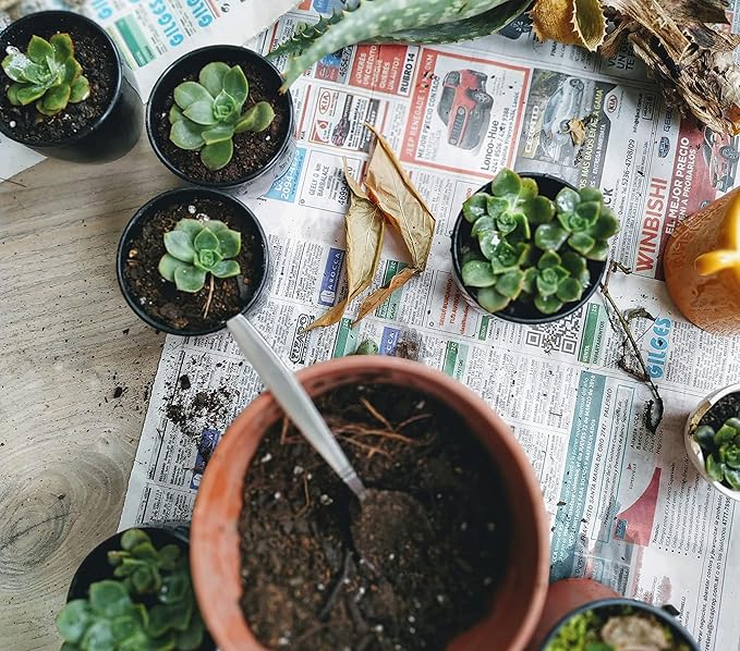 Shop Succulents | Hanging Collection of Live Succulent Plants, Hand Selected String of Pearls & Burrito Sedum Variety | Collection of 2 in 6" Grow Pot