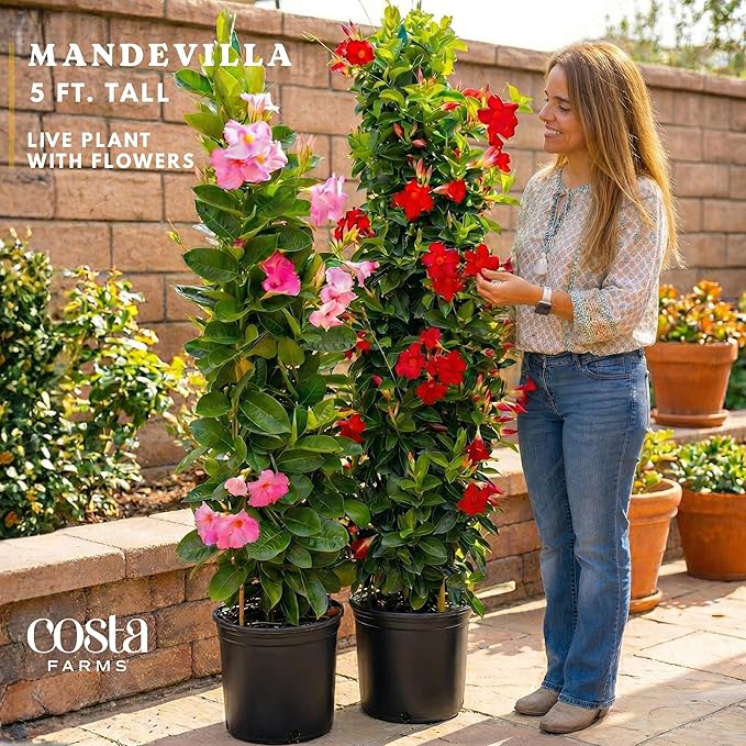 Costa Farms Live Plant Mandevilla Teepee in 12-Inch Grower Pot – Live Tropical Flowering Vine with Trellis | Large Trumpet Blooms in Red Flowers | Heat-Tolerant Climbing Plant for Patio or Garden