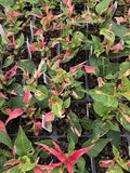 2 Alternanthera 'Party Time' Joseph's Coat Plants in a 4" Pot