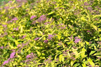 RedCrocus Goldmound Bumalda Spirea- Vibrant Deciduous Shrub for Garden Borders & Containers, Pollinator-Attracting, Easy Care, Full Sun to Partial Shade, Pet Safe, Fertilizer & Pruning Tip