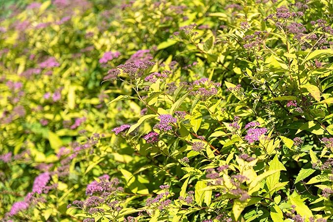 RedCrocus Goldmound Bumalda Spirea- Vibrant Deciduous Shrub for Garden Borders & Containers, Pollinator-Attracting, Easy Care, Full Sun to Partial Shade, Pet Safe, Fertilizer & Pruning Tip