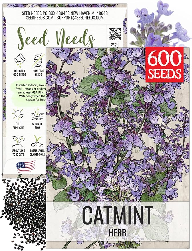 Seed Needs Catmint Seeds for Planting an Indoor/Outdoor Herb Garden - Non-GMO Heirloom & Untreated Herbal Plants - Great for Cats Nepeta mussinii (1 Pack)
