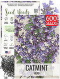 Seed Needs Catmint Seeds for Planting an Indoor/Outdoor Herb Garden - Non-GMO Heirloom & Untreated Herbal Plants - Great for Cats Nepeta mussinii (1 Pack)