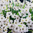 20 Bundles Artificial Flowers for Outdoors, UV Resistant Fake Flowers with Plastic Plants For Outside, Faux Silk Flowers for Planter outdoor, Fake Realistic Flower for Planters Window Box Decor-White