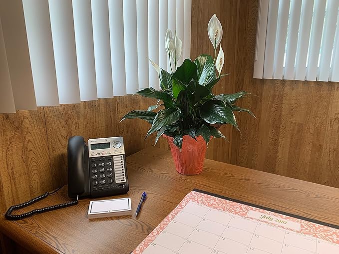 Peace Lily Plant-Friendship Foliage's Family Farm Grown Quality Live Indoor Spathiphyllum (6" Pot)