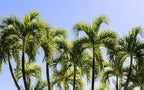 10 Florida Royal Palm Roystonea Regia Tree Houseplant Seeds