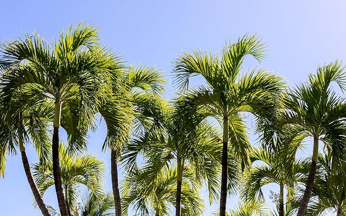 10 Florida Royal Palm Roystonea Regia Tree Houseplant Seeds