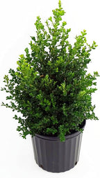 Live Plant from Green Promise Farms - Buxus Cranberry Creek (Boxwood), #2 Gallon Size Container, Evergreen