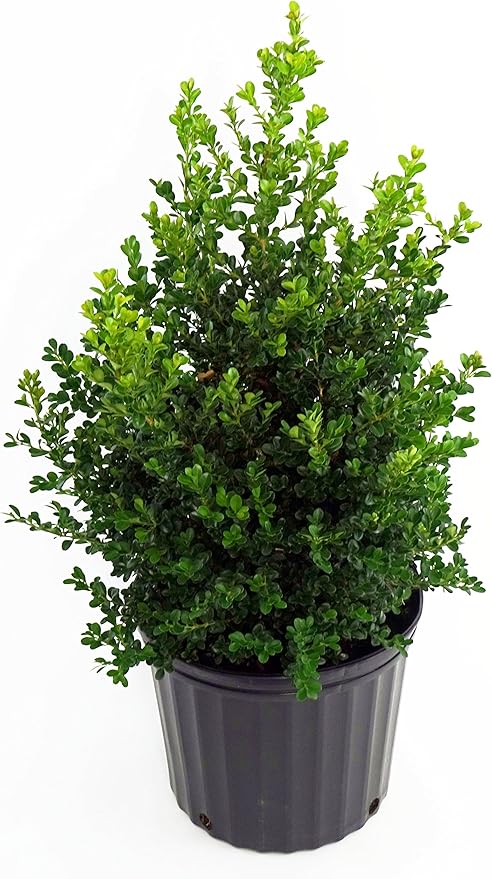 Live Plant from Green Promise Farms - Buxus Cranberry Creek (Boxwood), #2 Gallon Size Container, Evergreen