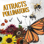 Seed Needs Sunflower Seeds for Planting The Original Crazy Blend | 2 Ounce 15+ Heirloom Varieties Open Pollinated & Untreated | Resealable Bulk Package Multicolored Blooms Flower Seeds