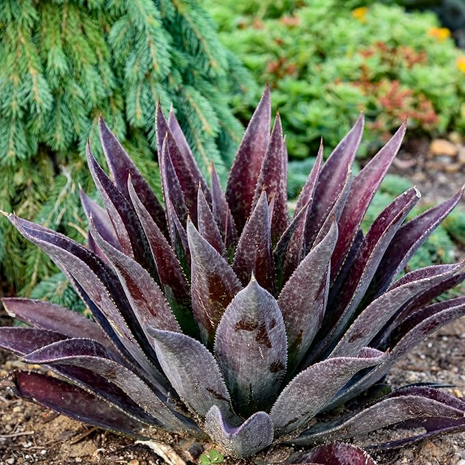Thunderbird Mangave, Live Plant in 3" Grower Pot, Easy Care, Houseplant,