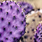 8 Months Old Purple Prickly Pear Cactus Plants Live Potted, 4-6 Inch Tall, Prickly Cactus Live Plant Indoor Outdoor Planting, Hardy Succulent for Home or Garden