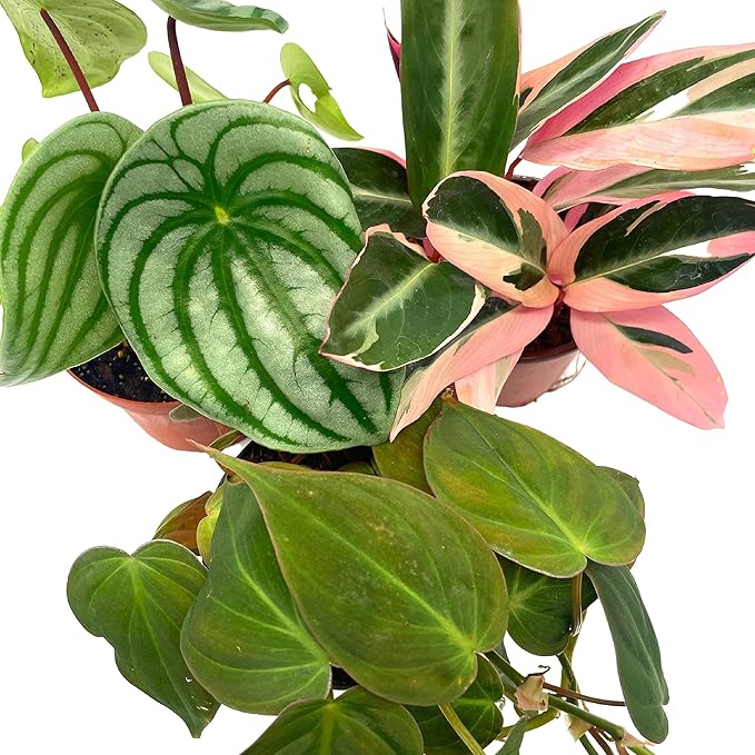 BubbleBlooms Indoor Foliage Assortment, 4 inch Set of 3, Best-Sellers Most Popular House Plant Variety
