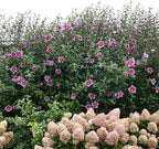 Proven Winners 2 Gal. Purple Pillar Rose of Sharon (Hibiscus) Shrub