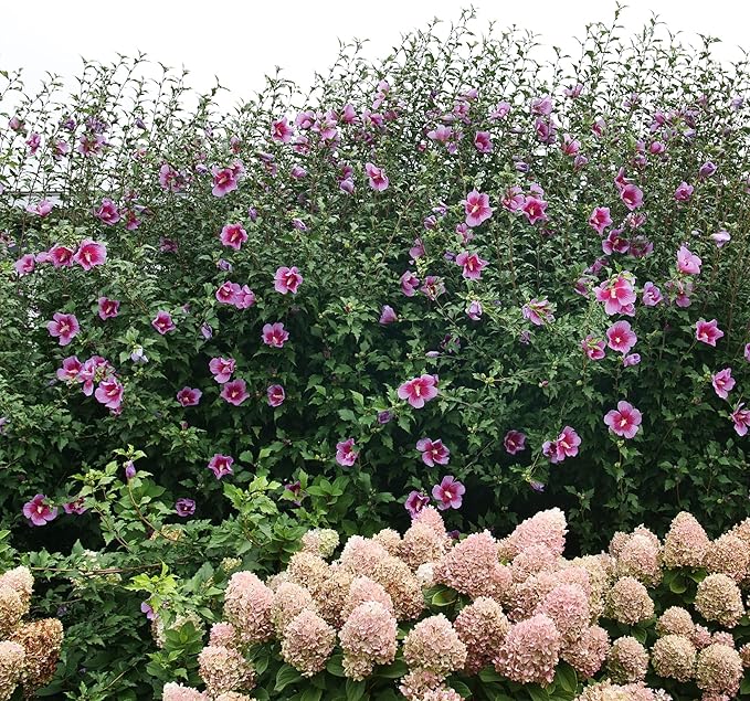 Proven Winners 2 Gal. Purple Pillar Rose of Sharon (Hibiscus) Shrub