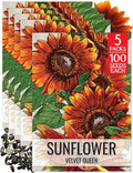 Seed Needs Sunflower Seeds for Planting Velvet Queen Sunflowers - Heirloom & Open Pollinated Flower Seed to Plant an Outdoor Butterfly Garden (5 Packs)