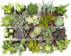 Plants for Pets Easy to Grow Houseplants (12 Pack) & Altman Plants Live Succulent Plants (20 Pack) - Indoor Plants in Plant Pots